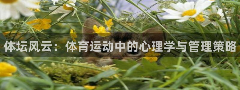 MK体育官网下载招商电话：体坛风云：体育运动中的心理